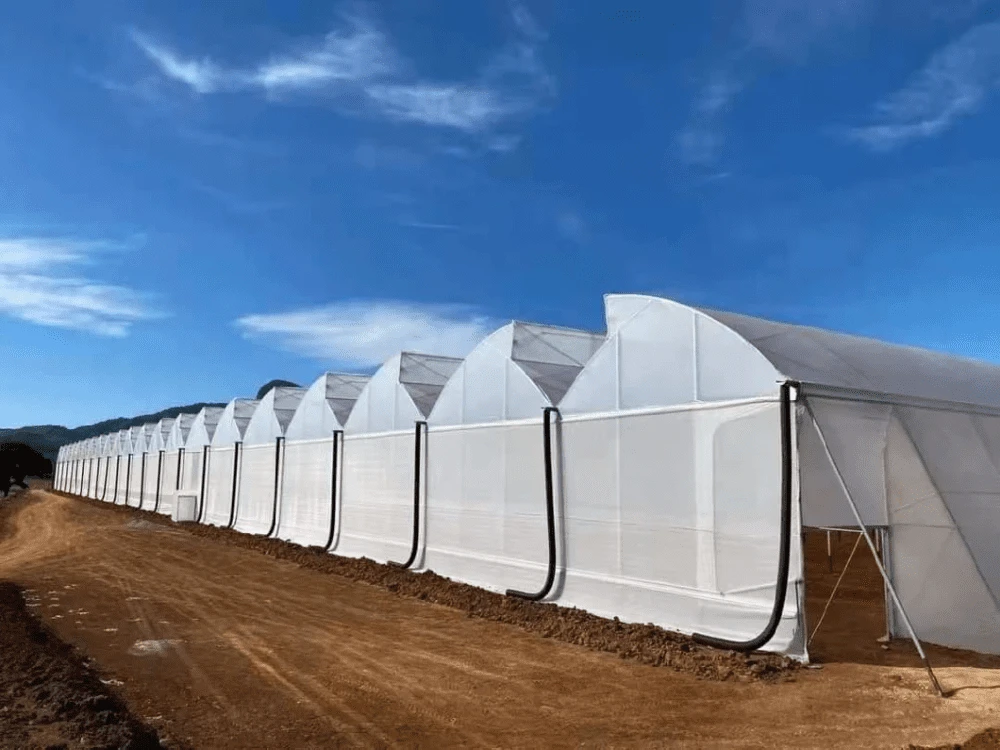 China Polycarbonate Greenhouse For Africa China Polycarbonate Greenhouse For Africa