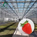 Venlo gler jarðaberjagróðurhús